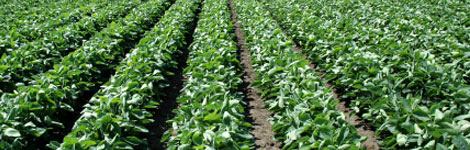 Selling Syngenta out of Jubak Picks on December 12