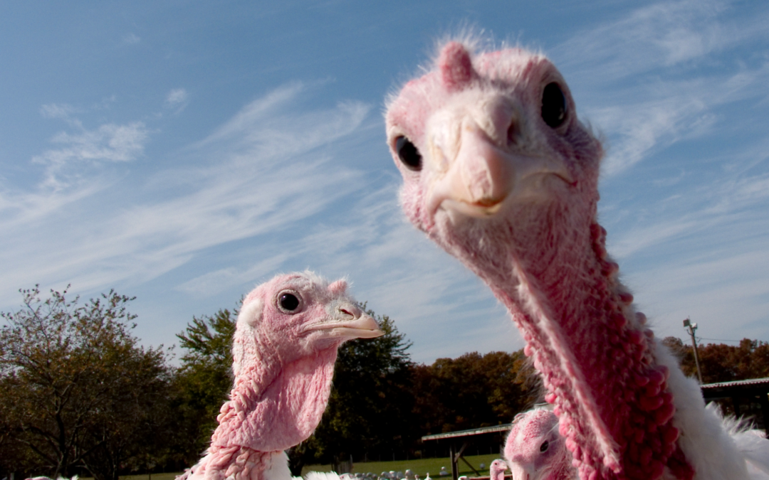 Pick the biggest stock market turkey for the next 3 months and win $1,000 bucks from me