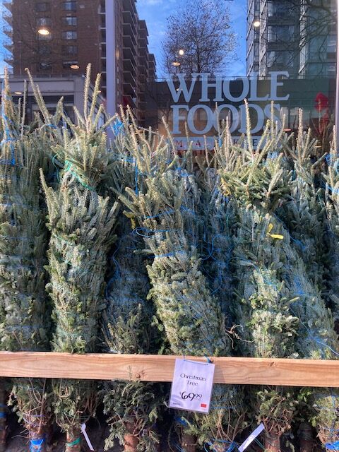 Christmas trees at Whole Foods